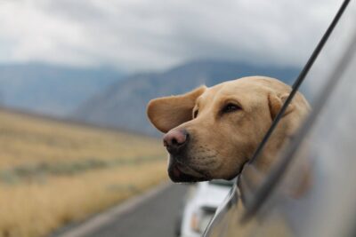 Prepare Your Car for a Ride with Your Dog https://smartcartrends.com