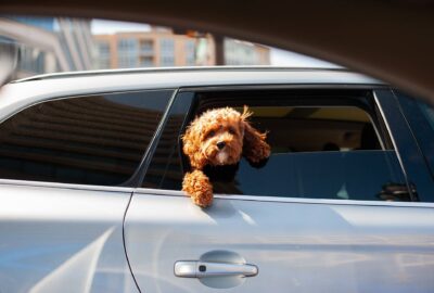 Some must-haves for your dog in a car https://smartcartrends.com